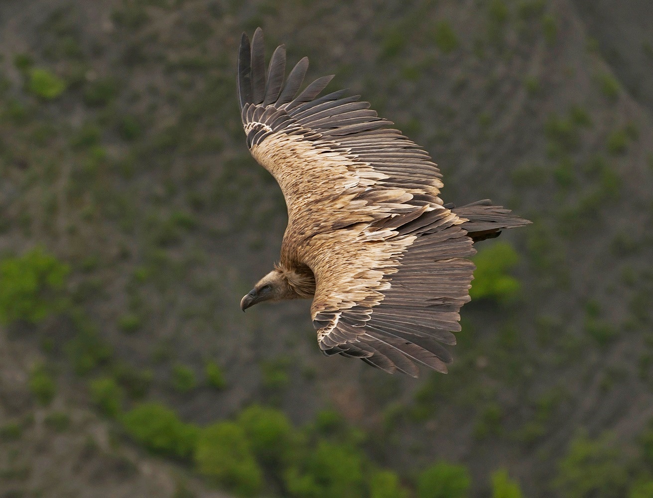 photo "***" tags: nature, flight, look, wild animals, Сип, размах