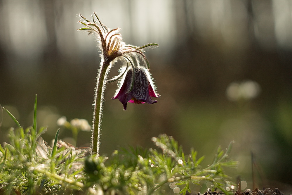 photo "***" tags: nature, macro and close-up, 