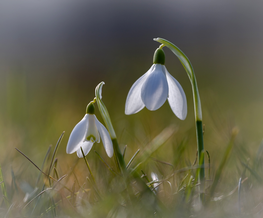 photo "***" tags: nature, macro and close-up, flowers, light, morning, spring, sun, первоцветы, цветок