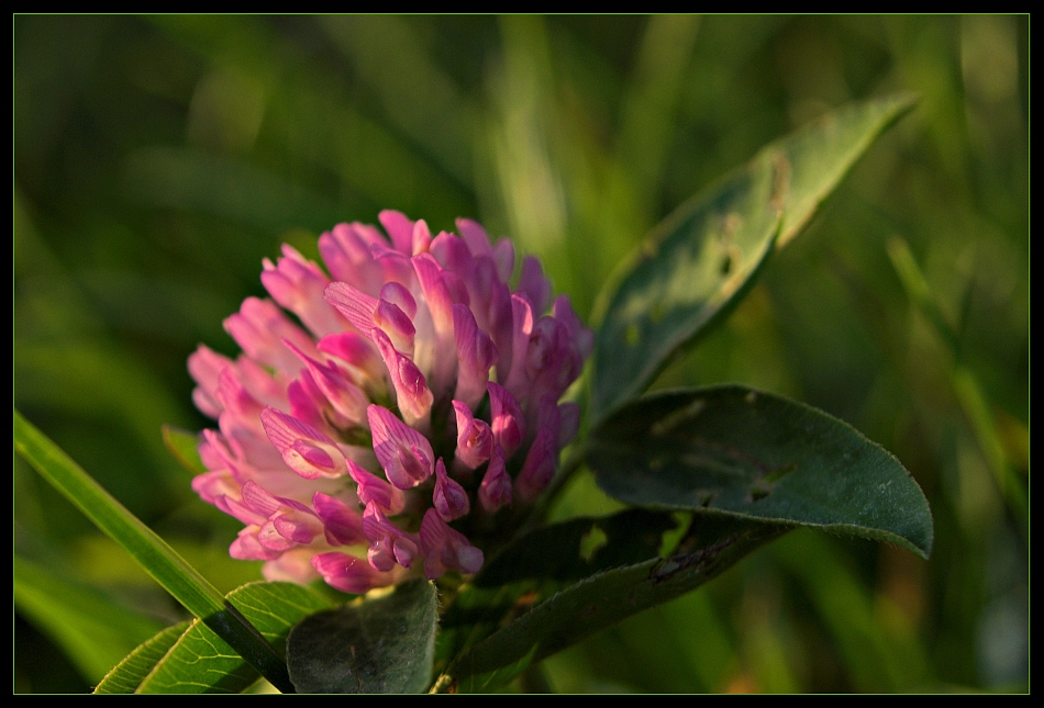 photo "pink..." tags: macro and close-up, nature, flowers