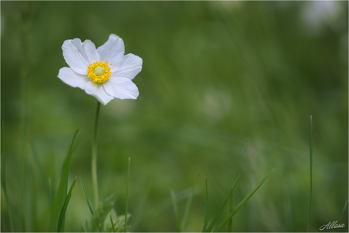 photo "***" tags: macro and close-up, nature, fragment, 