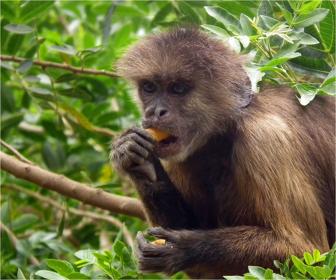 photo "Forbidden fruit" tags: nature, Monkey, обезьяна