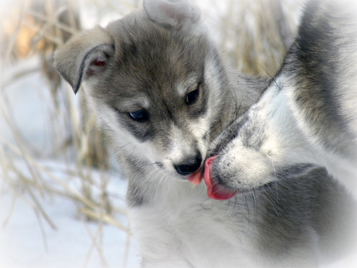 photo "Fondness" tags: nature, pets/farm animals, Лайки.