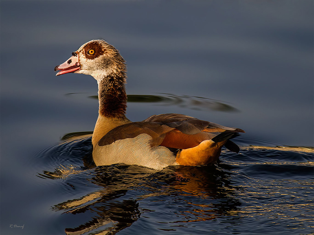 фото "Duck" метки: природа, 