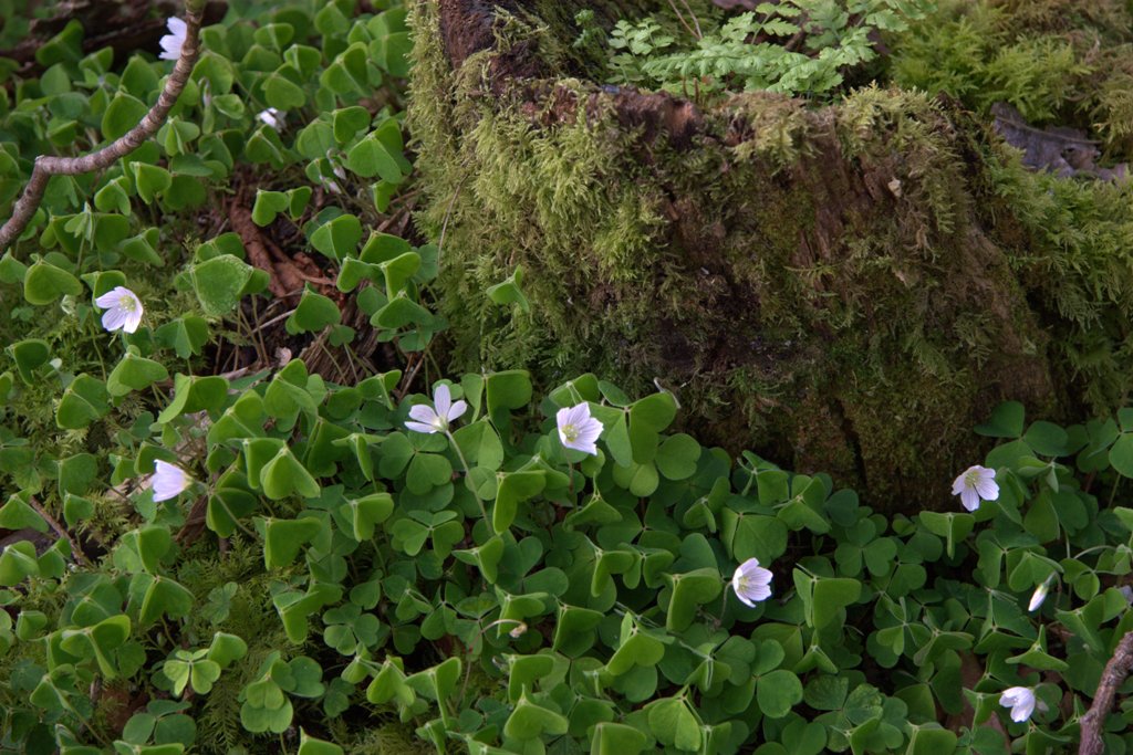 photo "Wood sorrel" tags: macro and close-up, nature, 