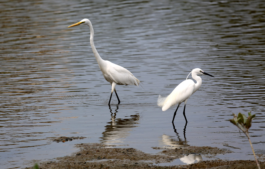 photo "***" tags: nature, heron