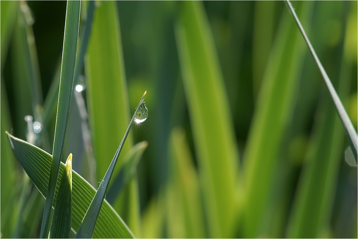 photo "***" tags: macro and close-up, nature, fragment, 