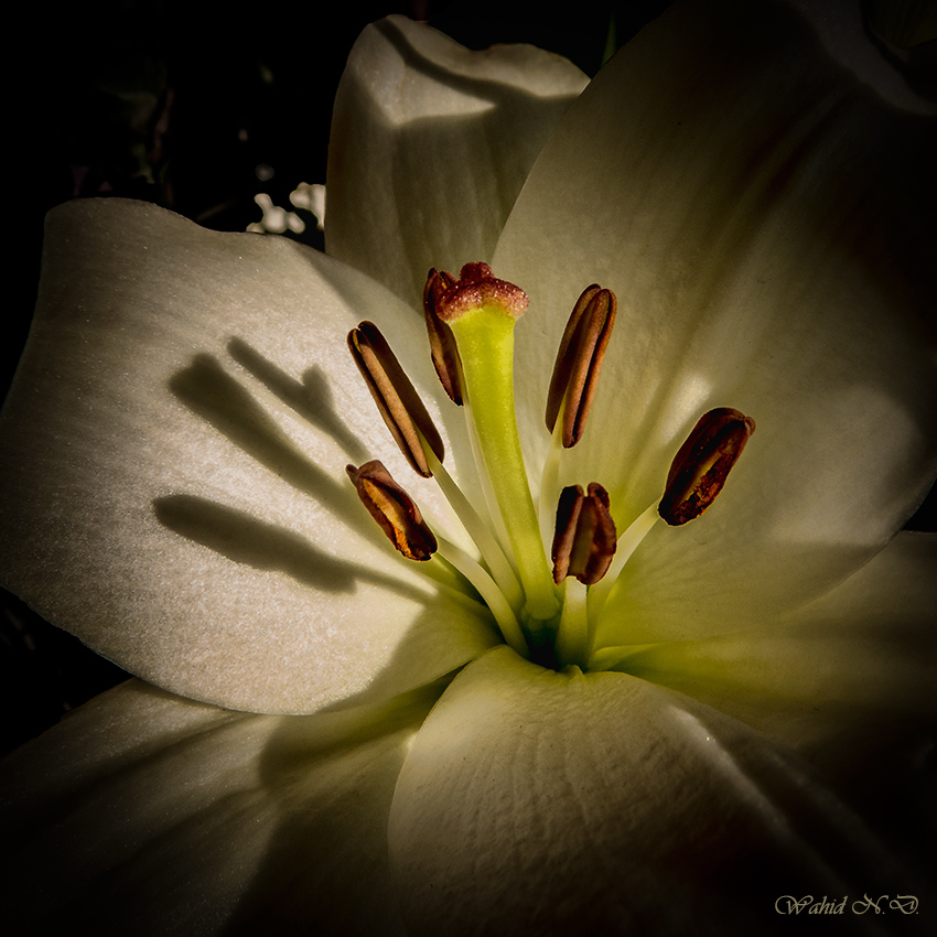 photo "The Heart" tags: nature, macro and close-up, Floral