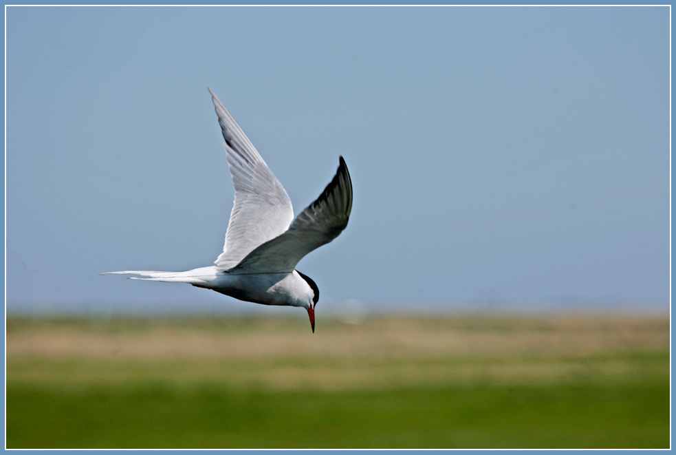 photo "Gliding" tags: nature, landscape, reporting, 