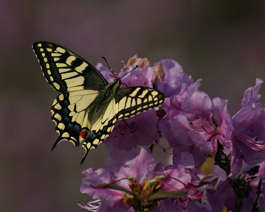 photo "***" tags: macro and close-up, 