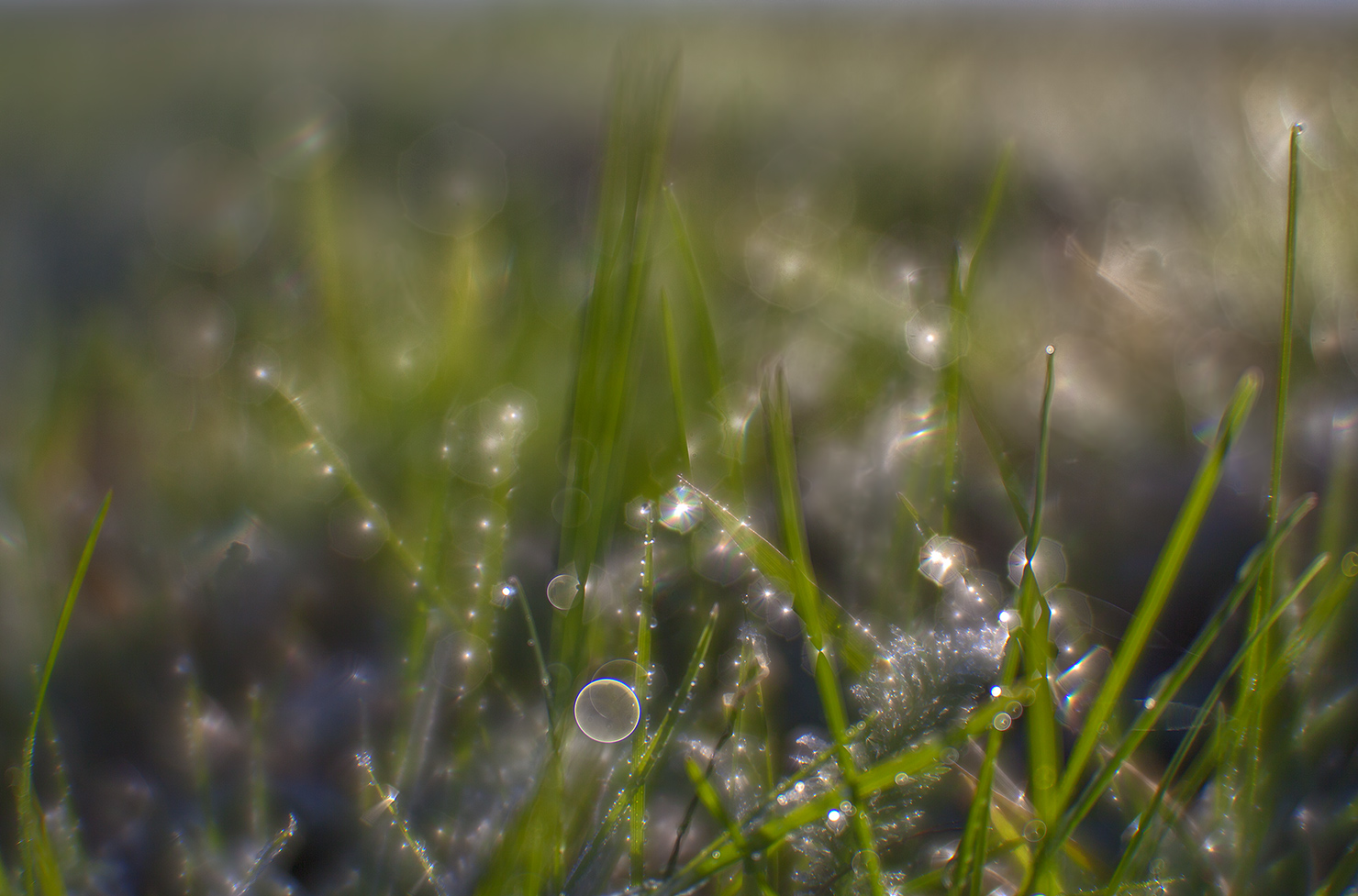 photo "Dreams of Spring ..." tags: nature, macro and close-up, монокль