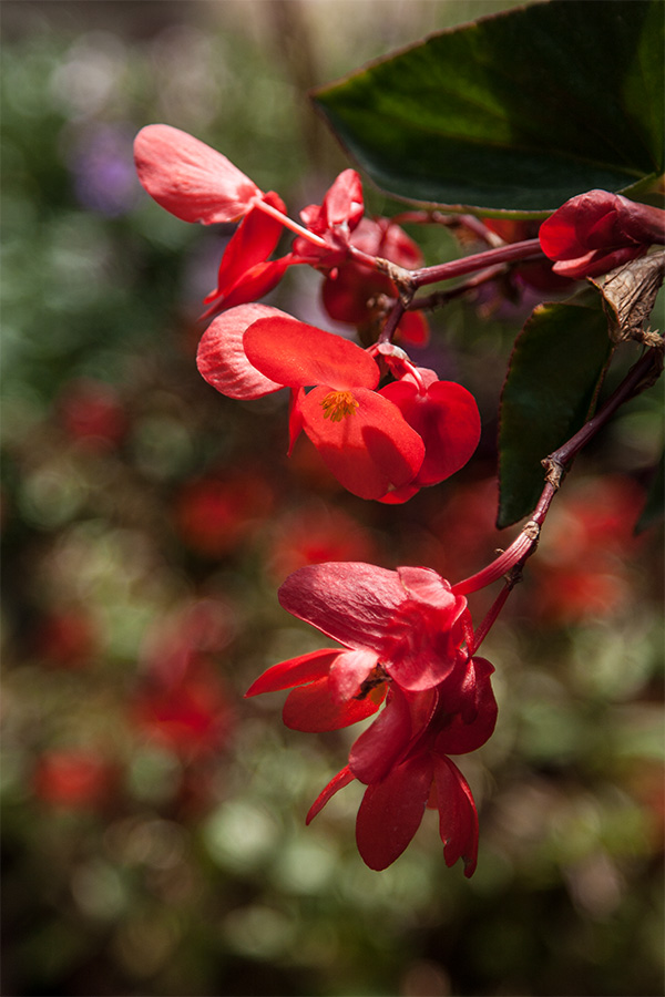 photo "***" tags: nature, flowers, spring