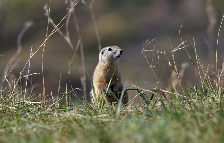 photo "***" tags: nature, wild animals, Красноярск