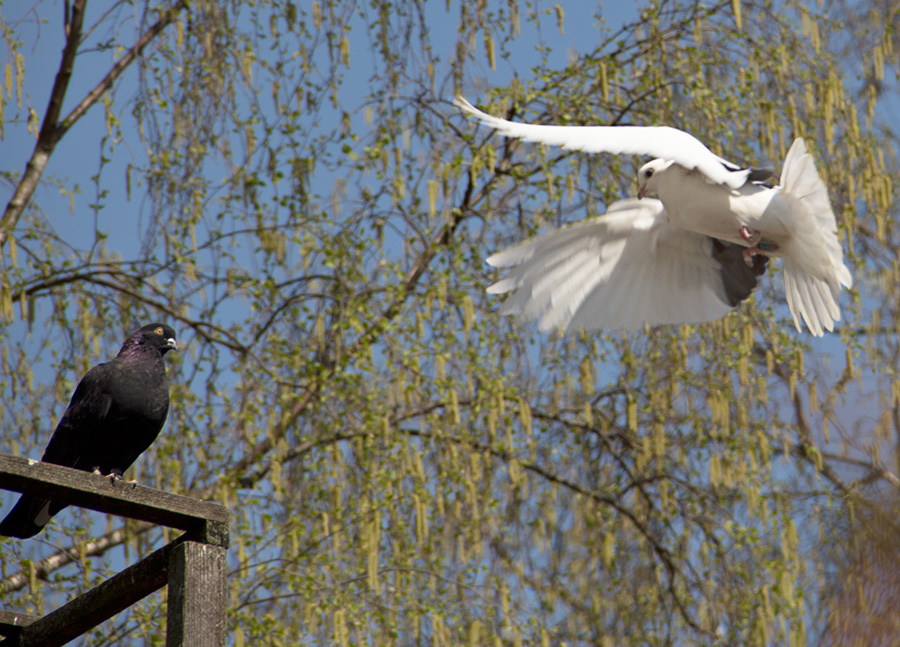 photo "at the meeting" tags: nature, travel, macro and close-up, 