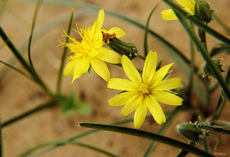 photo "***" tags: macro and close-up, nature, flowers