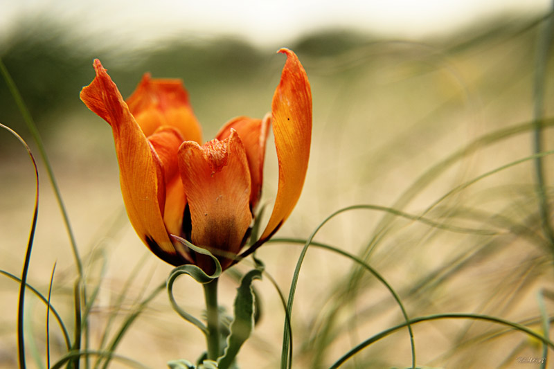 photo "***" tags: macro and close-up, nature, flowers, spring