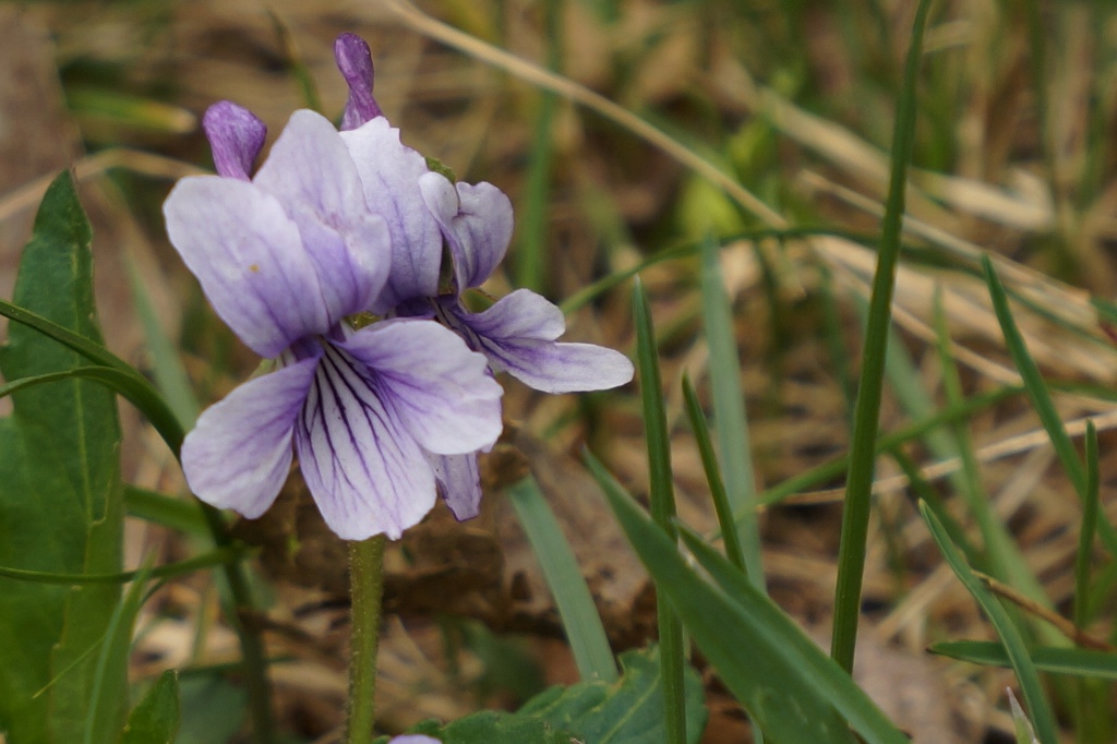 photo "***" tags: macro and close-up, nature, misc., 