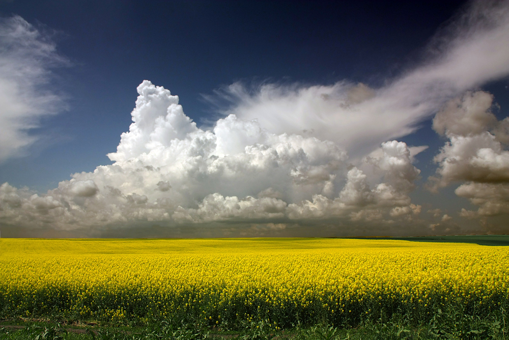 photo "***" tags: landscape, clouds, colza, romania, sky, spring