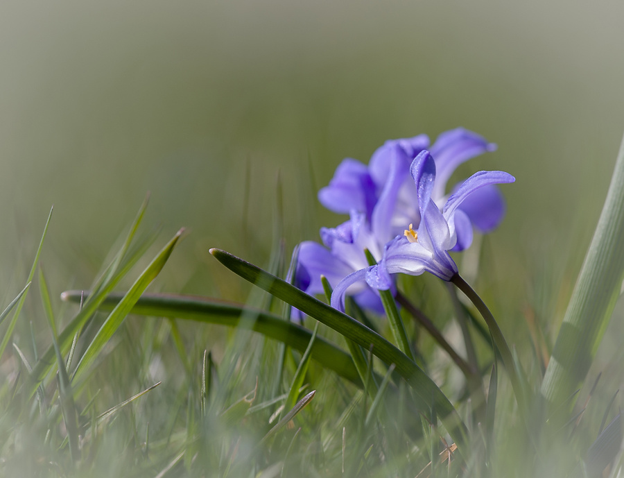 photo "***" tags: nature, macro and close-up, flowers, light, morning, spring, sun, первоцветы, цветок