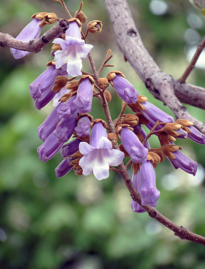 photo "***" tags: nature, macro and close-up, 