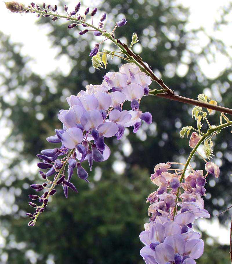 photo "***" tags: nature, macro and close-up, 