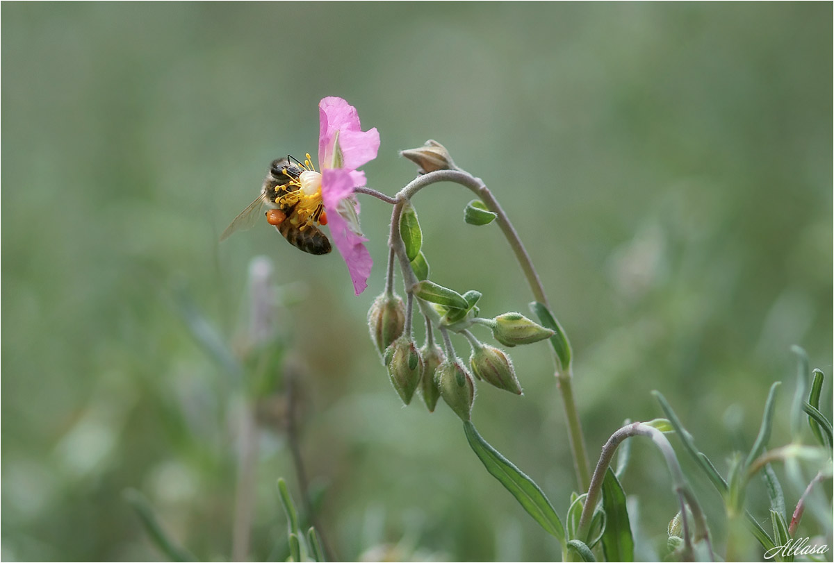 photo "***" tags: macro and close-up, nature, fragment, 