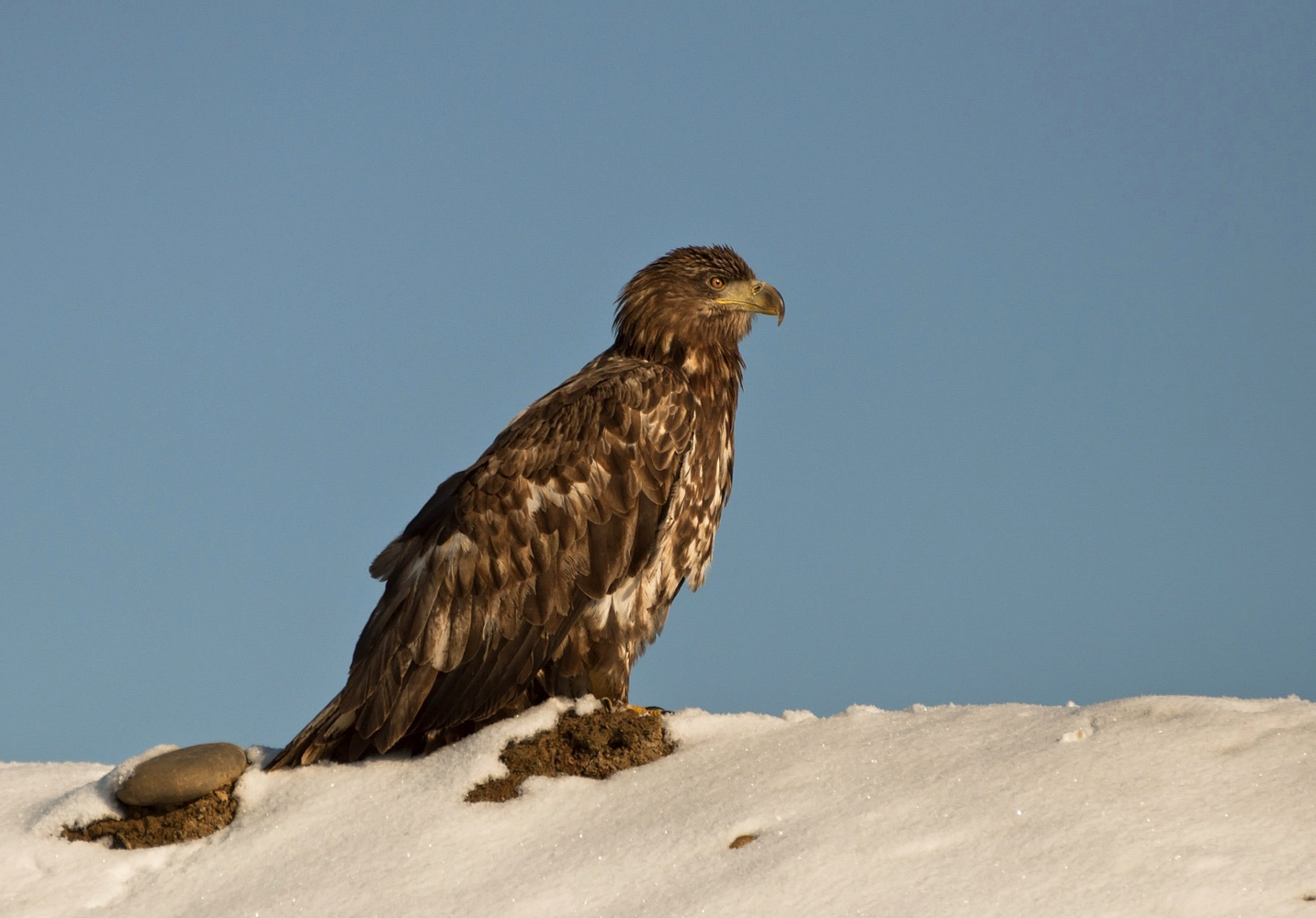 photo "***" tags: nature, look, wild animals, горы снег зима