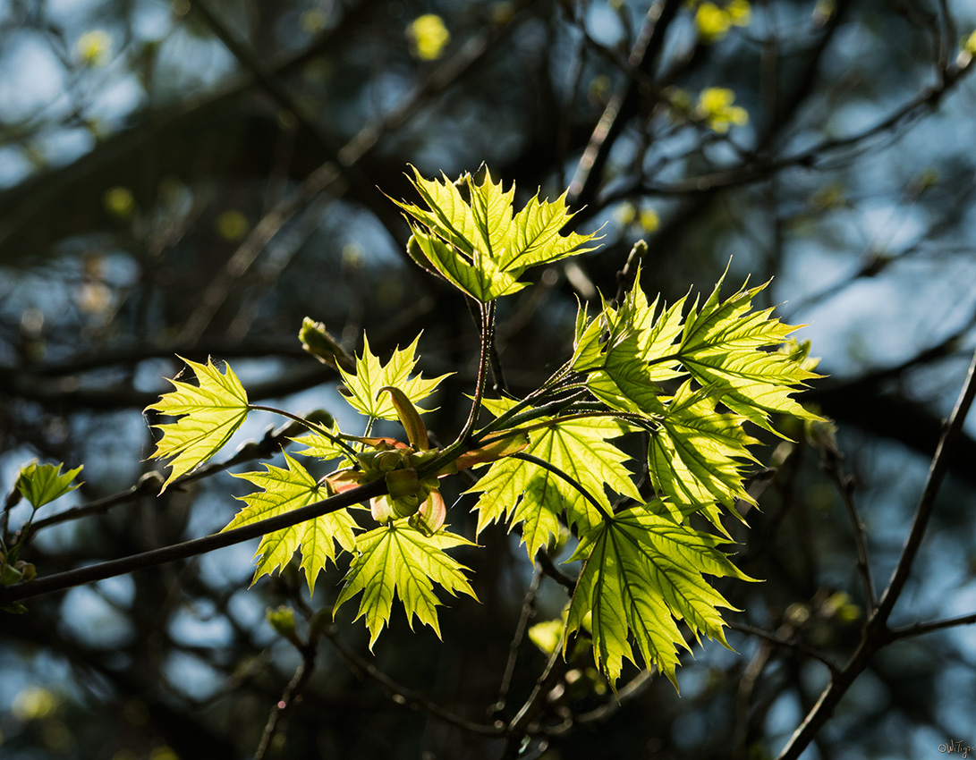 photo "***" tags: macro and close-up, spring