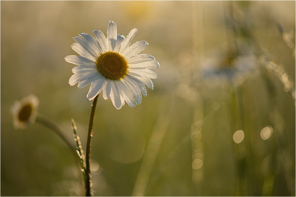 photo "***" tags: macro and close-up, nature, 