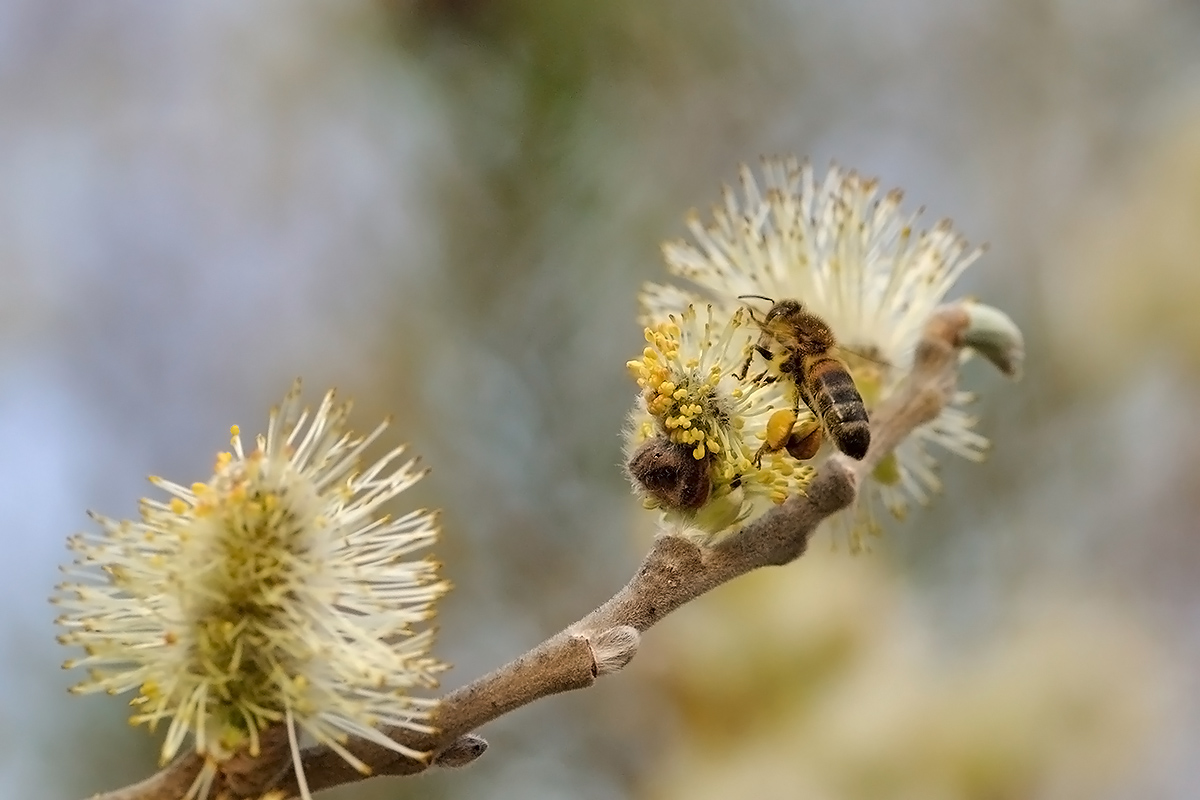photo "***" tags: macro and close-up, 