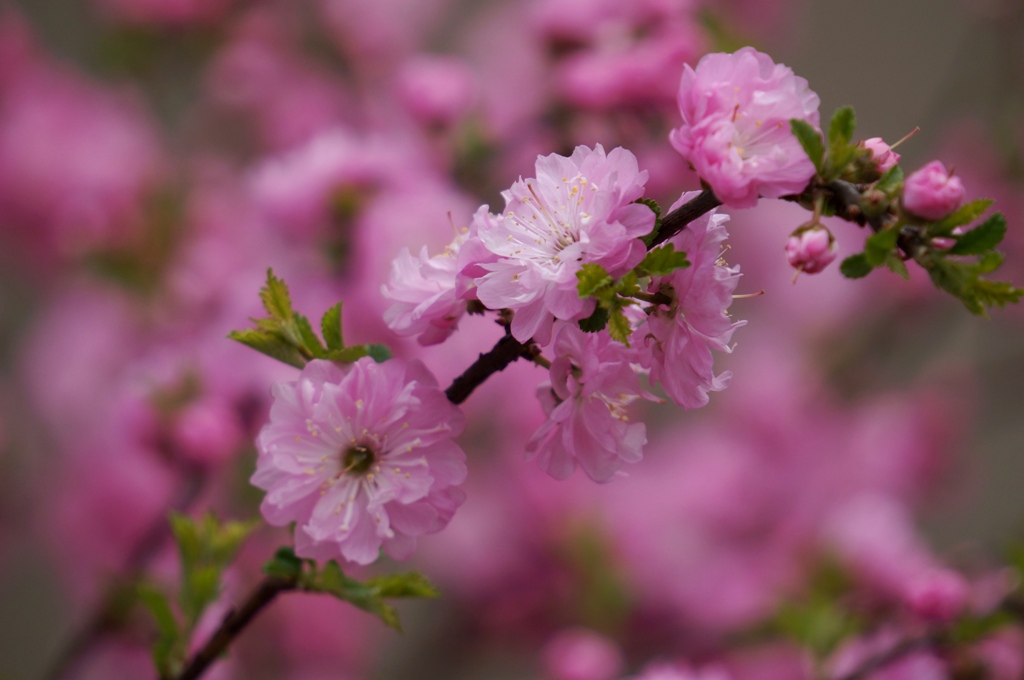 photo "***" tags: macro and close-up, nature, still life, 