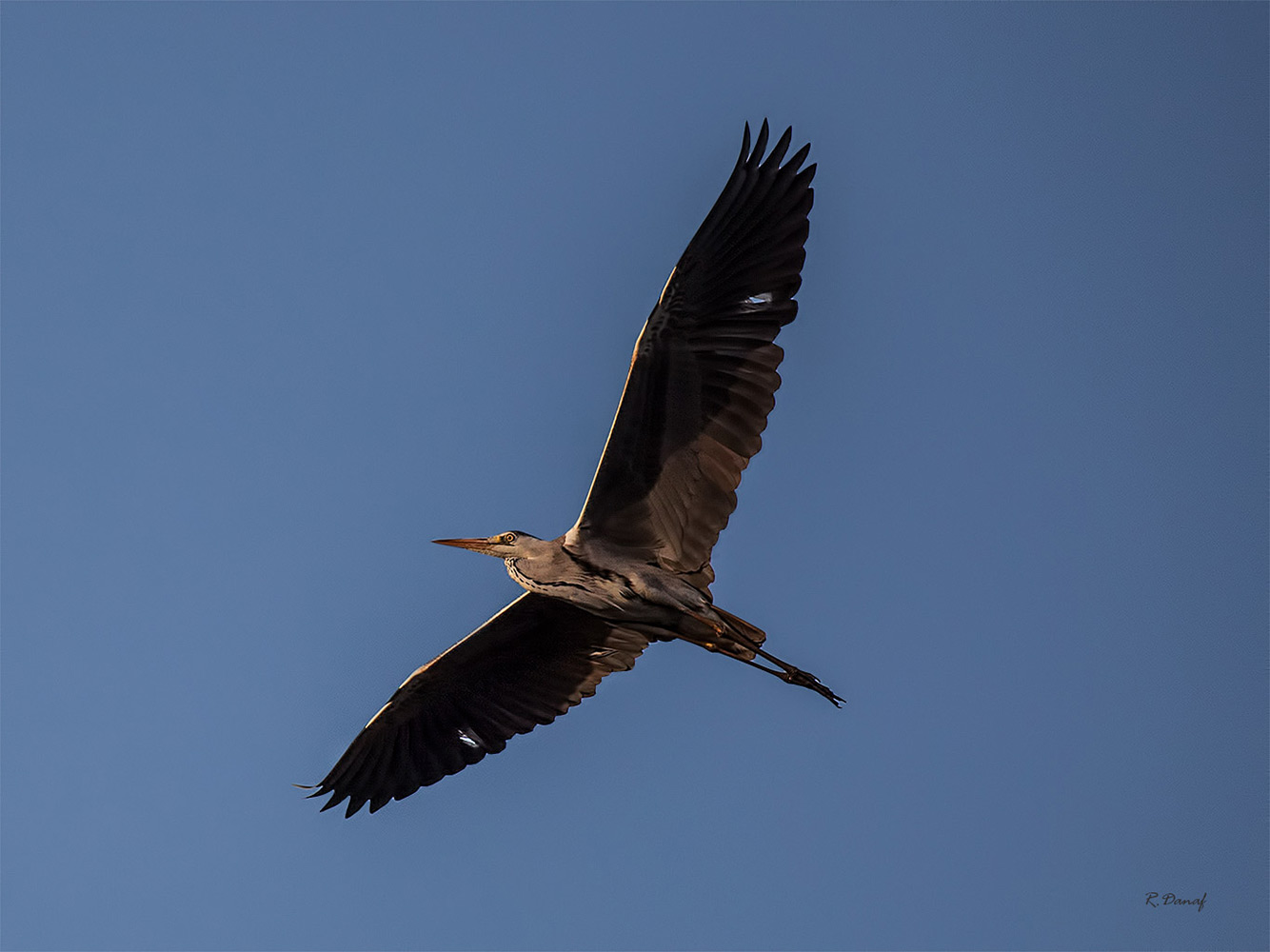 photo "Flying heron" tags: nature, 