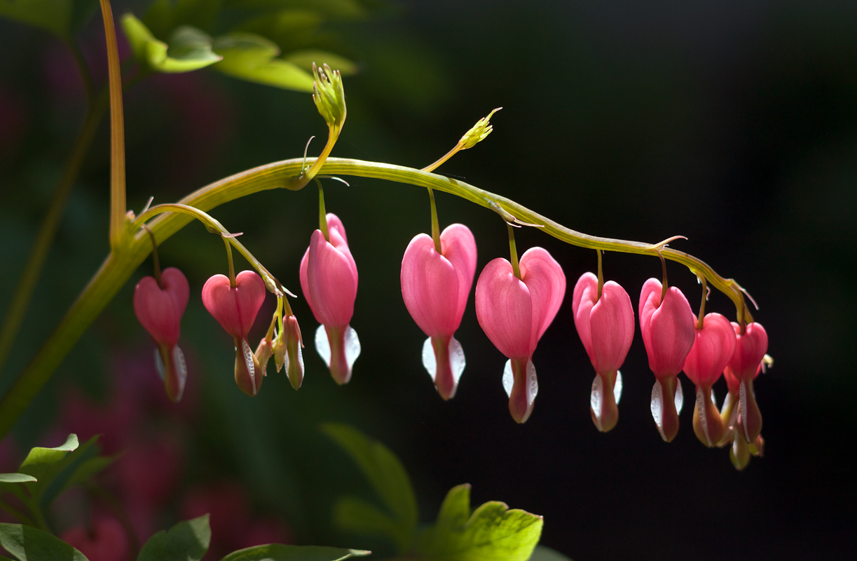 photo "***" tags: nature, misc., 