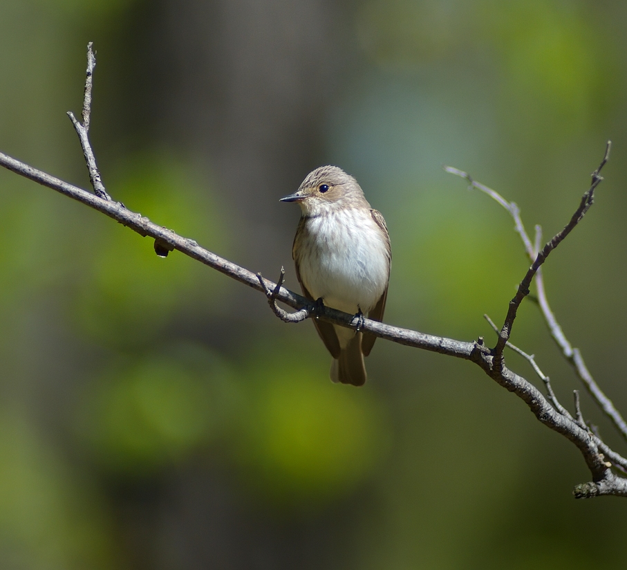 photo "***" tags: nature, wild animals