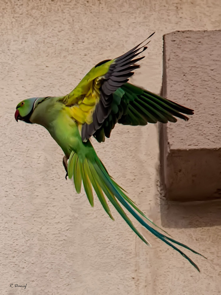 photo "The parrot" tags: nature, 