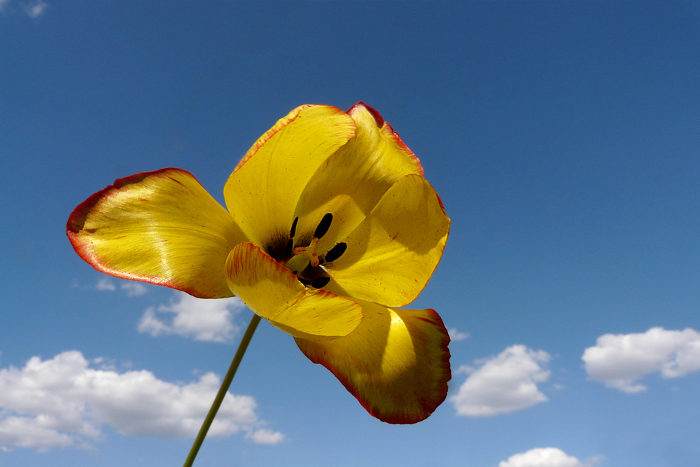 фото "***" метки: макро и крупный план, macro, spring, tulips, yellow, цветы