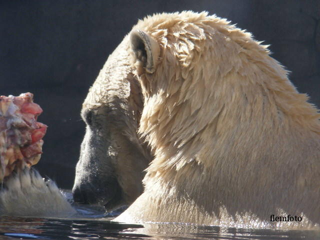фото "Polar bear" метки: , 