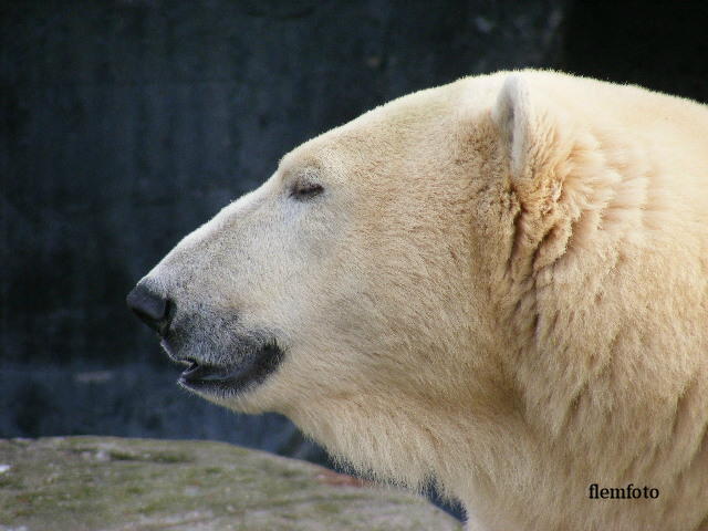 photo "Polar bear" tags: , 