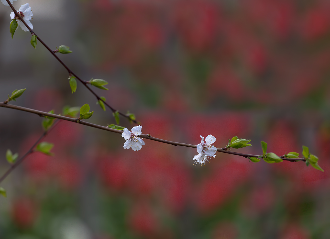 photo "***" tags: nature, macro and close-up, 