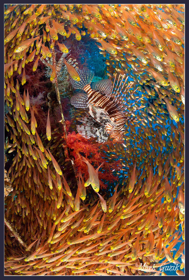 photo "Dance with lionfish" tags: underwater, 