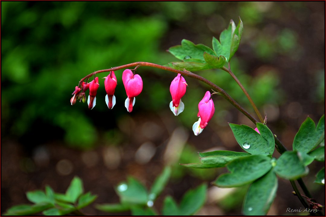 photo "***" tags: nature, macro and close-up, 