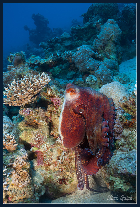 photo "At a comfortable chair" tags: underwater, 