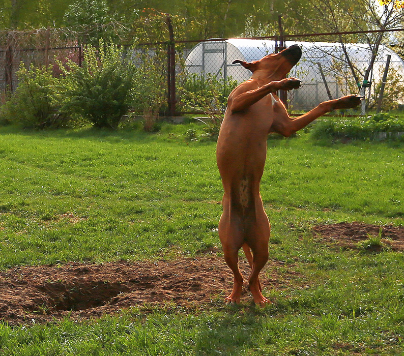 фото "Собака танцевака" метки: юмор, природа, разное, 
