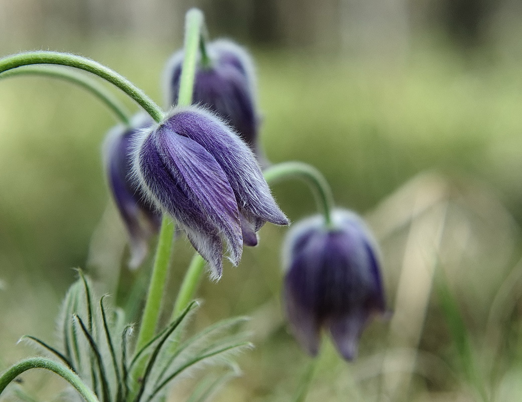 photo "***" tags: macro and close-up, 