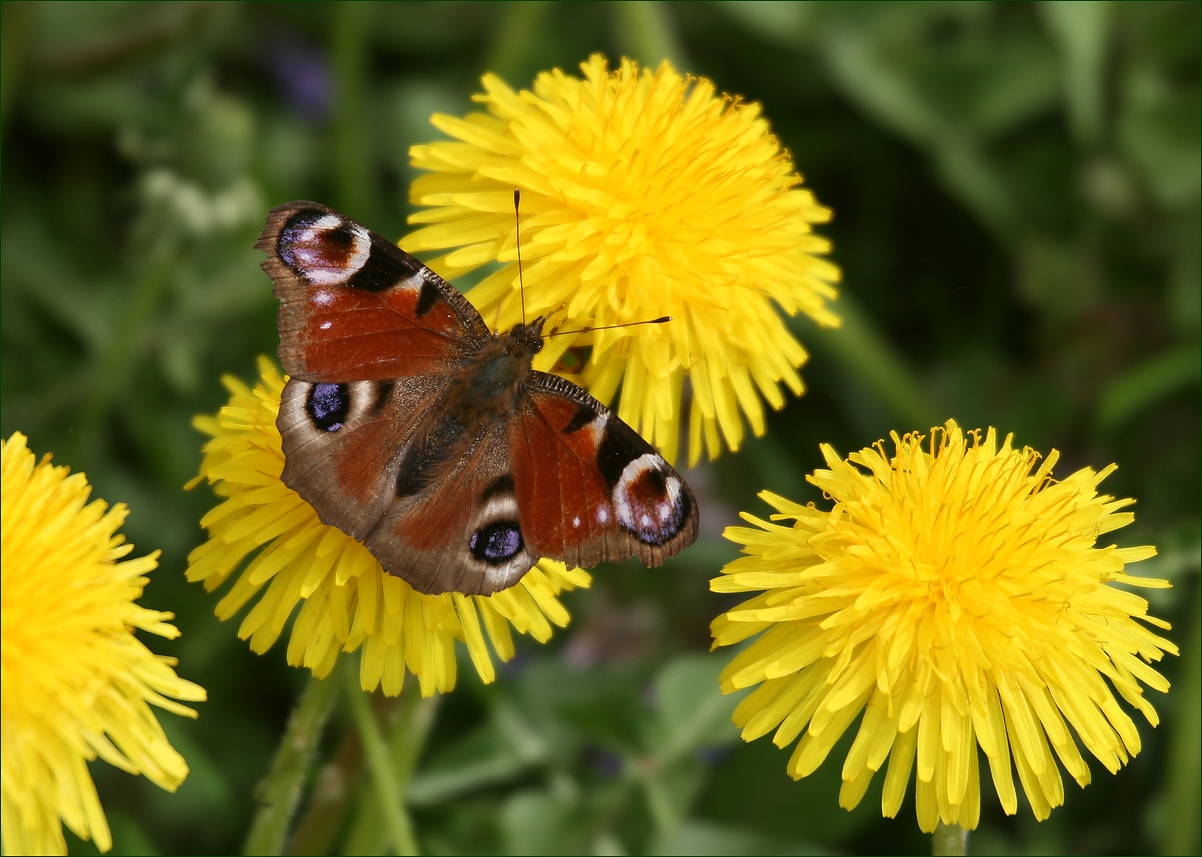 photo "May" tags: nature, macro and close-up, май