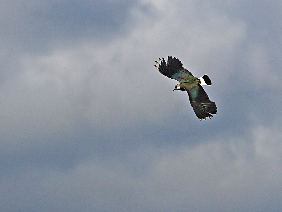 фото "Northern Lapwing" метки: природа, портрет, репортаж, 