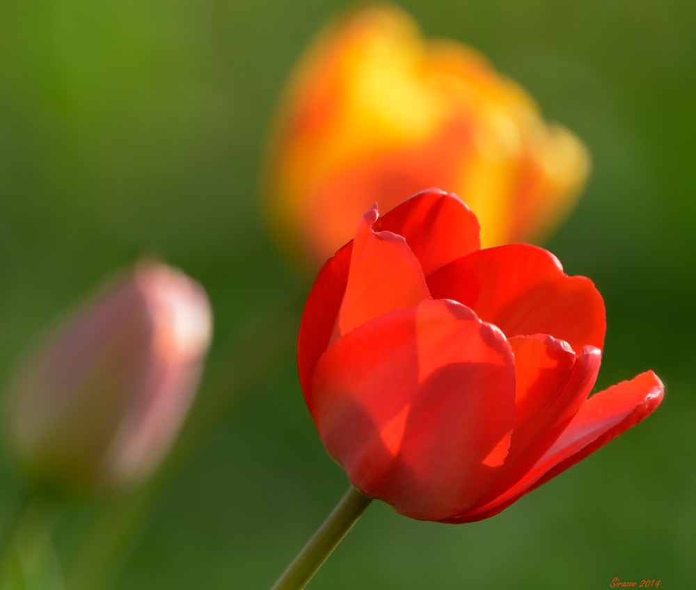 photo "Tulips" tags: nature, macro and close-up, 