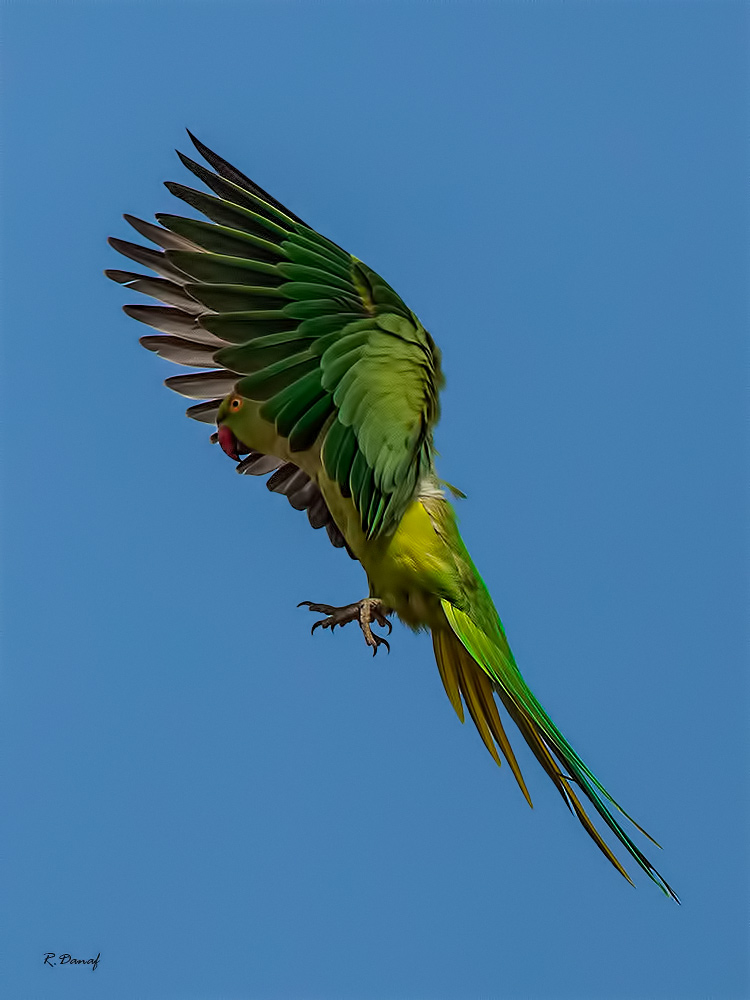 photo "Landing" tags: nature, 