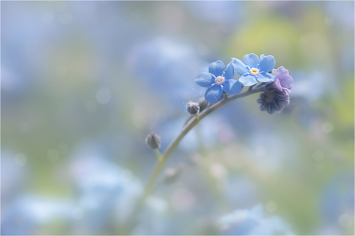 photo "***" tags: macro and close-up, nature, fragment, 