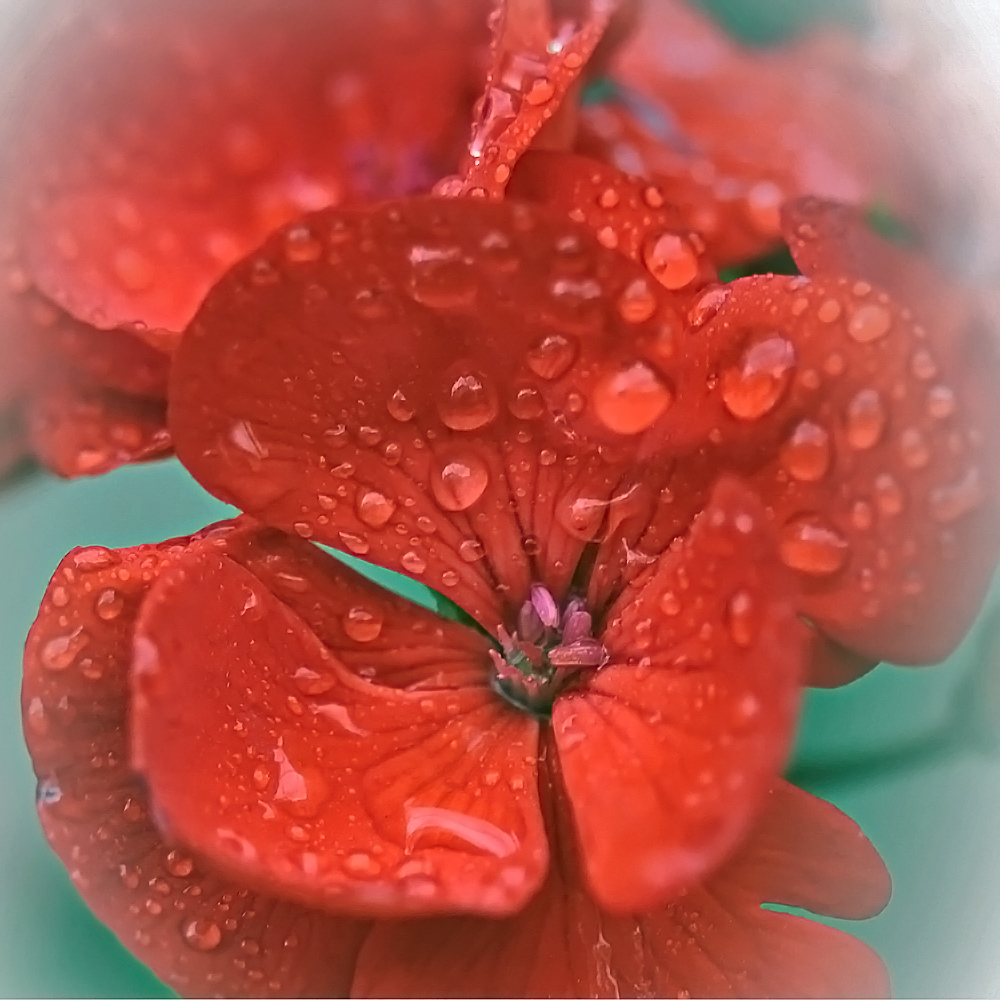 photo "***" tags: nature, macro and close-up, flowers